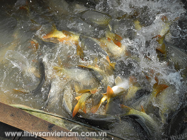 Sản xuất cá sông Đà theo chuỗi đảm bảo an toàn vệ sinh thực phẩm Ảnh: QM